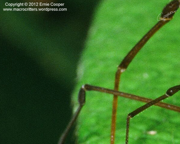 Close-up photography of a tropical harvestman 20 years ago in the Amazon (3/6)