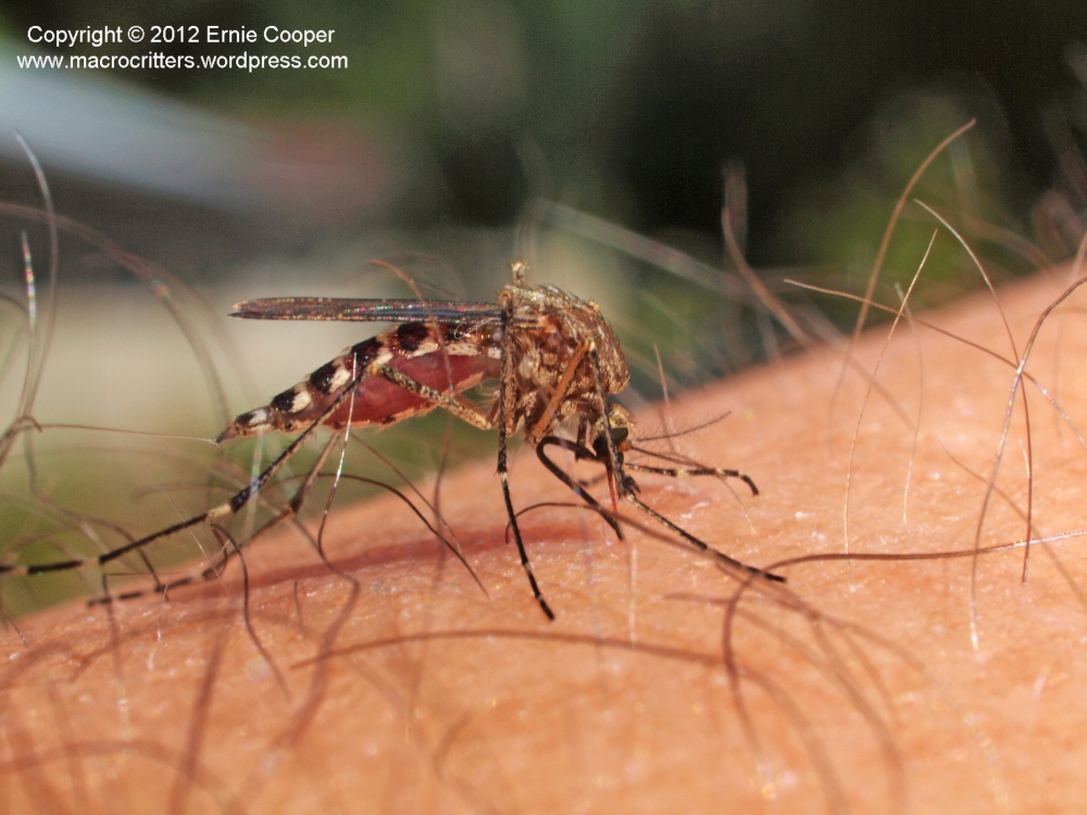 Not for the squeamish: macro photography of a feeding mosquito (3/6)