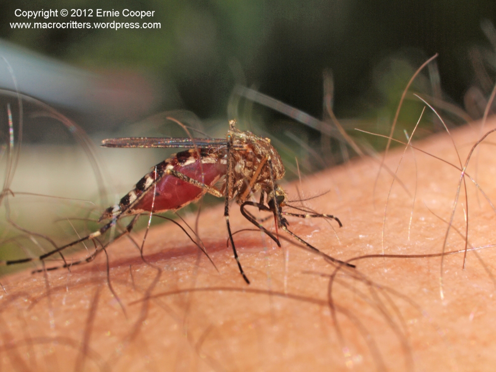 Not for the squeamish: macro photography of a feeding mosquito (5/6)