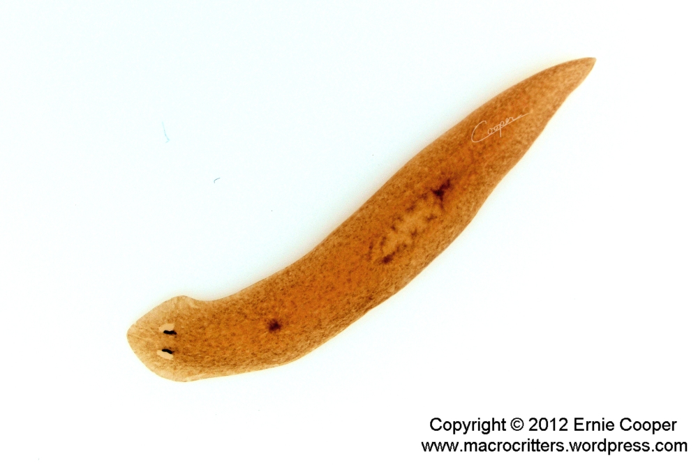 Planarians II, the sequel: macro photography of a turbellarian flatworm (2/6)