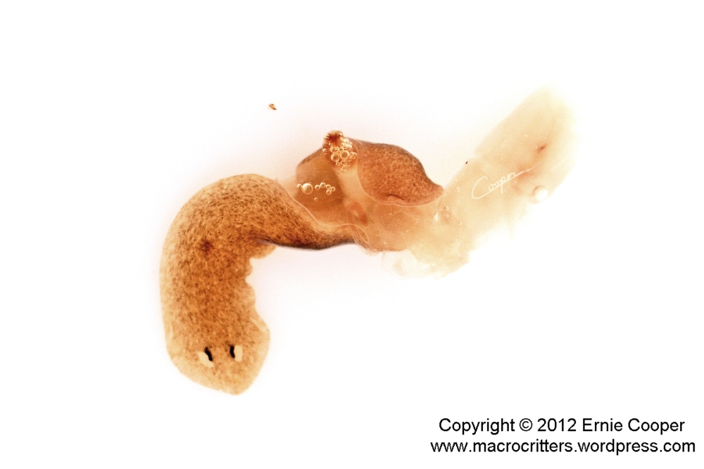 Planarians II, the sequel: macro photography of a turbellarian flatworm (4/6)
