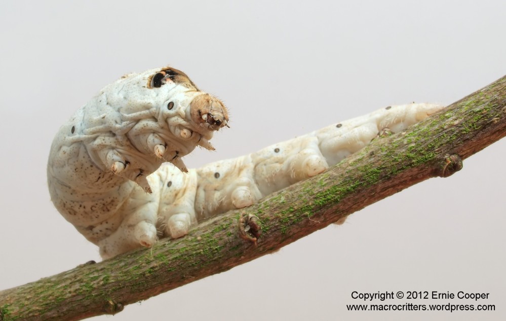 Photographing down the food web: silkworms (Bombyx mori) (3/5)