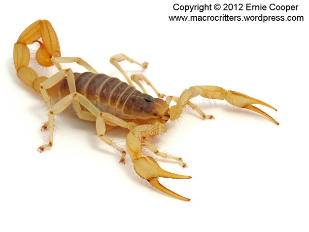 desert hairy scorpion 3 copyright ernie cooper 2012_filtered