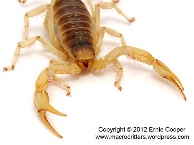 desert hairy scorpion 4 copyright ernie cooper 2012_filtered