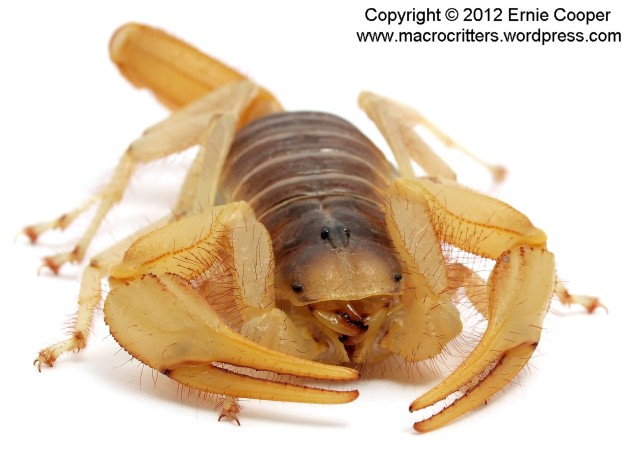 desert hairy scorpion 6 copyright ernie cooper 2012_filtered