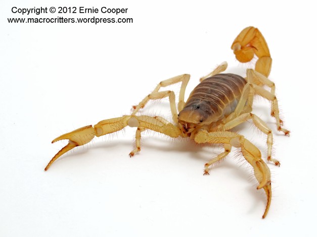 desert hairy scorpion 7 copyright ernie cooper 2012_filtered