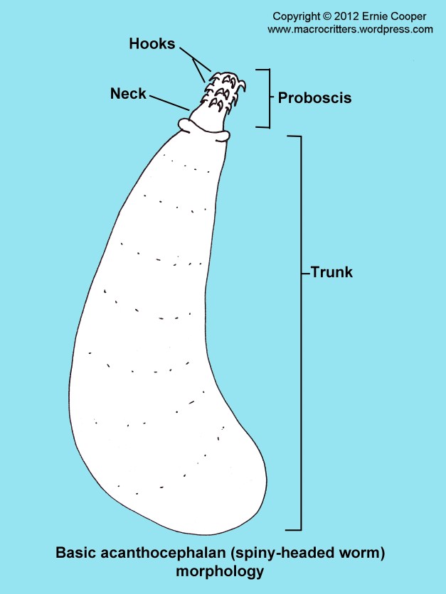 Simple diagram showing the basic morphology of an acanthocephalan (spiny-headed worm)