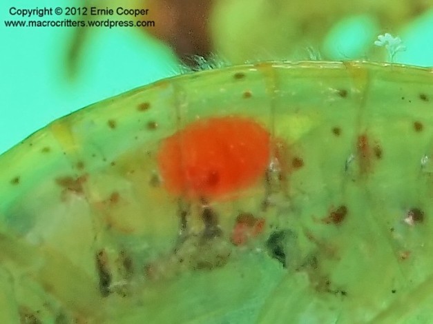 Very tightly cropped photo of a freshwater amphipod (Gammarus lacustris) infected with an acanthocephalan parasite (Polymorphus) visible as a bright red object within the tissue of the amphipod
