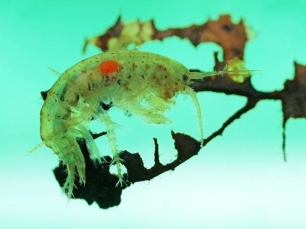 Side view of a freshwater amphipod (Gammarus lacustris) with a very distinct red spot; photographed as it rested on a submerged decayed leaf (in an aquarium)