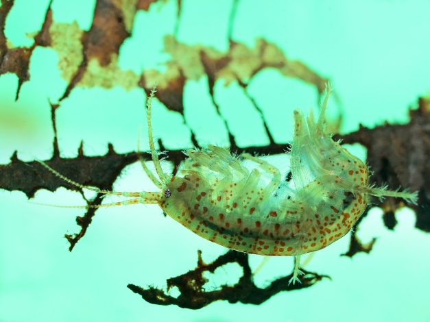 Side view of a spotted freshwater amphipod (Gammarus lacustris) photographed as it rested upside-down on a submerged decayed leaf (in an aquarium)