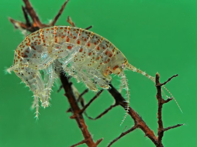 Side view of a very pretty specimen of freshwater amphipod (Gammarus lacustris) photographed as it rested on a submerged decayed leaf (in an aquarium)