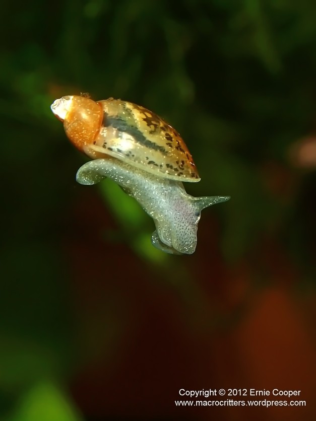 flying snail 2 copyright ernie cooper 2012_filtered