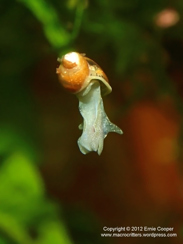 flying snail 4 copyright ernie cooper 2012_filtered