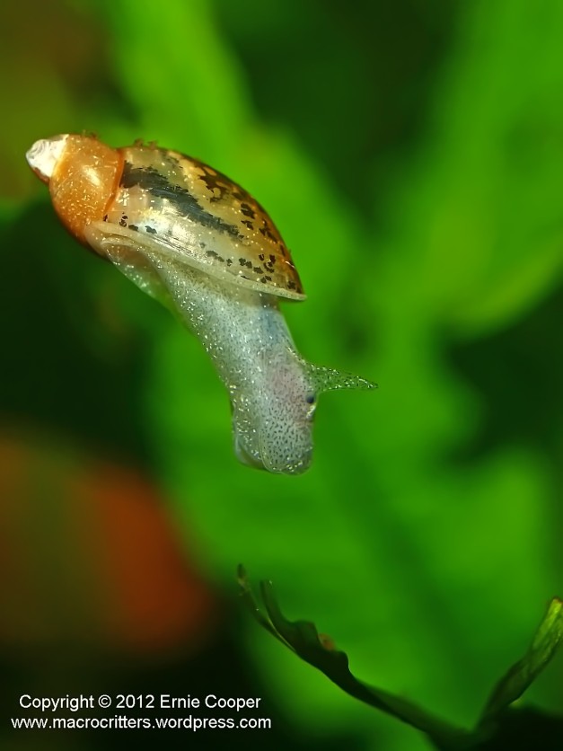A pond snail (family Lymnaeidae) slowly drifting down through the water column, prepares to land on an aquatic plant