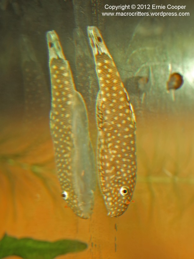 Side view of a hillstream loach as it clings to the aquarium glass