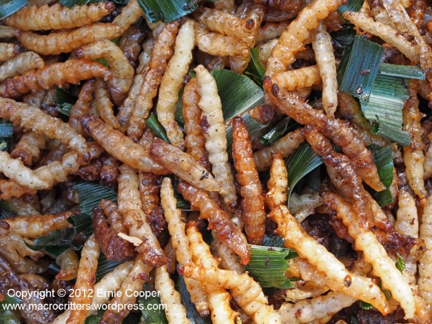 Fried mealworms (beetle larvae)