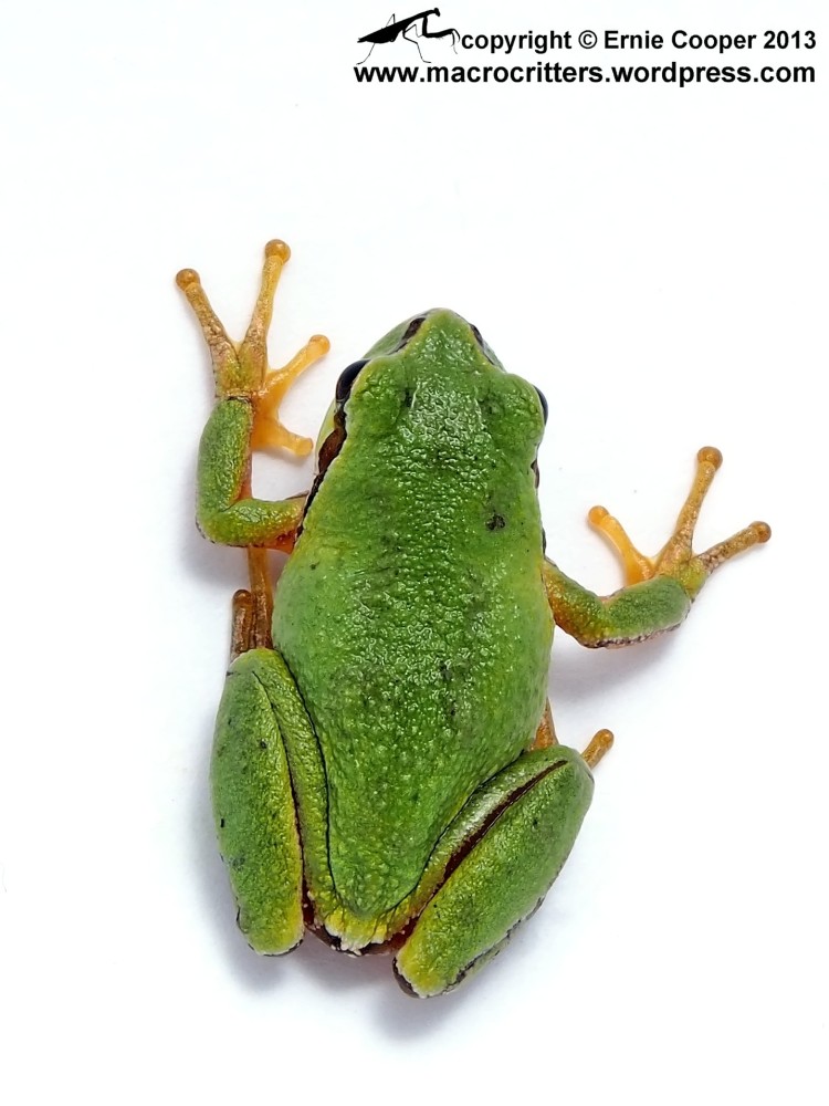 White box photographs of a Pacific tree frog (Pseudacris regilla): part I (2/5)