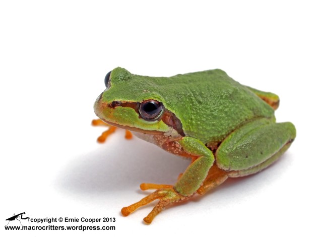 Pacific tree frog (Pseudacris regilla)