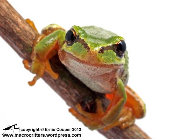 In-studio (white box) photograph of a Pacific tree frog as it peers into the camera lens