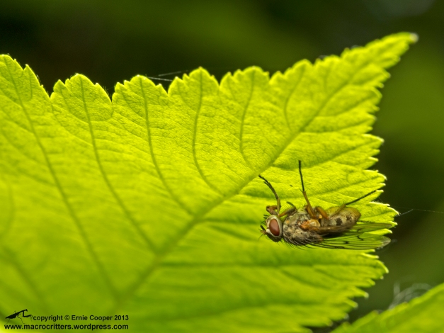 Fly (Muscidae) resting undernath a leaf on Deas Island, june 2013 