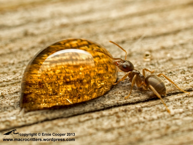 Ant drinking from a drop of maple syrup. This is the “small” sized species in my garden