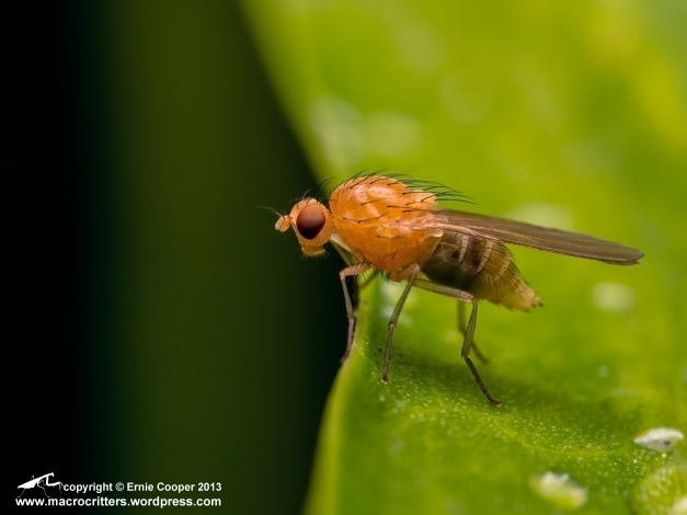 Small( 4-5mm long) fly : (Meiosimyza sp.