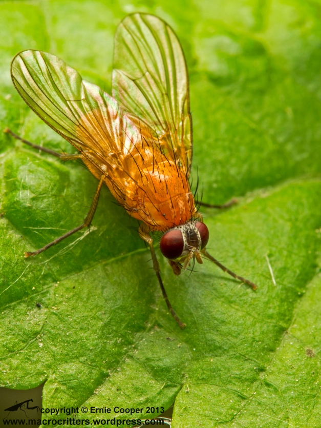 Thricops diaphanous, a Holarctic species of fly in the family Muscidae