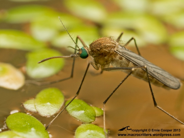 Portrait of a mosquito photographed (in Delta, BC, Canada) just after it had emerged from its aquatic pupa and was standing on the water surface readying itself to fly away