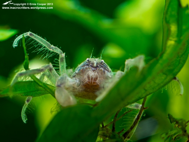 Thai micro crab (Limnopilos naiyanetri) lurking amongst fronds of Java fern (Microsorum pteropus).