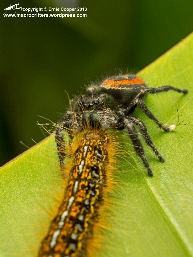 A boreal jumping spider (Phidippus borealis) feeding on a western tent caterpillar (Malacosoma californicum).