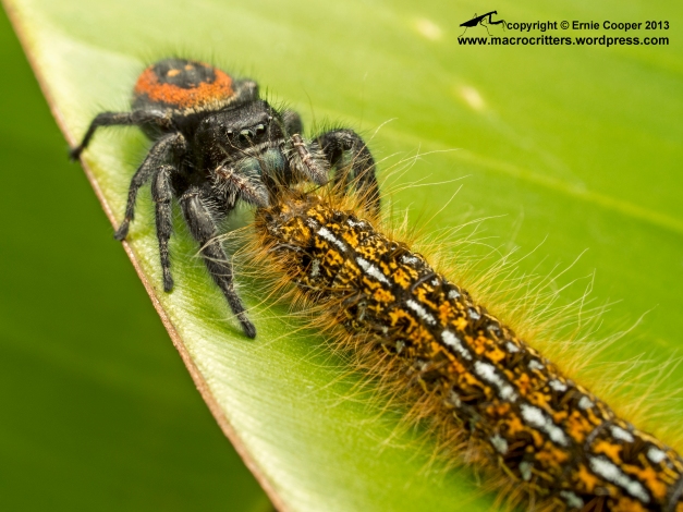 A boreal jumping spider (Phidippus borealis) feeding on a western tent caterpillar (Malacosoma californicum). 