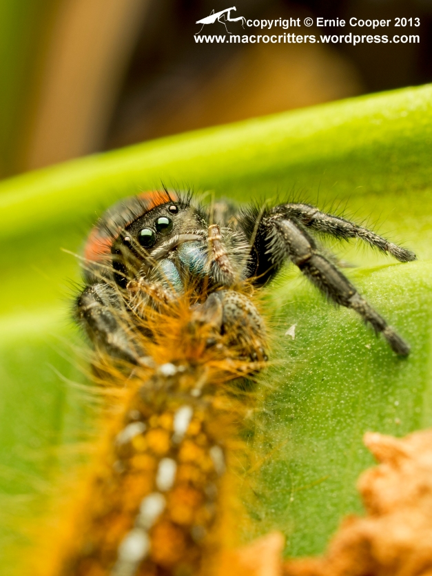 A boreal jumping spider (Phidippus borealis) feeding on a western tent caterpillar (Malacosoma californicum). 