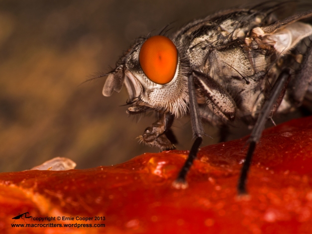 A flesh fly (Sarcophaga sp.) feeding on a salmon carcass. 