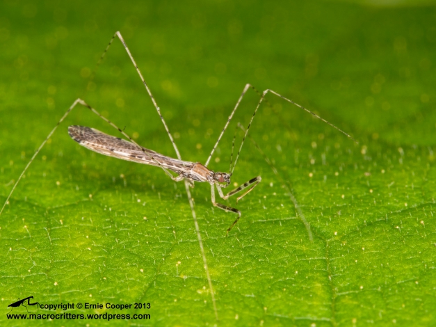 Photo of a thread-legged bug (subfamily Emesinae) showing the distinctive thin body, long spindly legs, and grasping front legs which are not used for walking. Photographed with a Zuiko 60 mm micro 4/3 macro lens. Magification = 1 x.