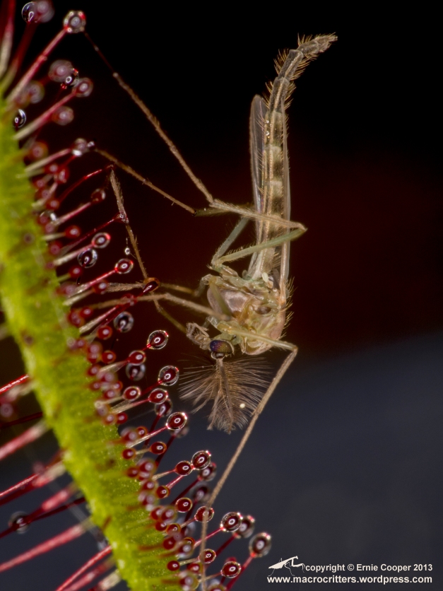 Non-biting midge (chironomid) that has been trapped by a cape sundew (Drosera capensis). 