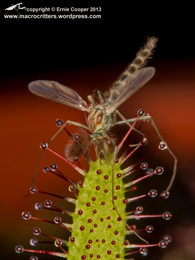 Non-biting midge (chironomid) that has been trapped by a cape sundew (Drosera capensis). Sundews (Drosera) are a genus of plants that capture and digest insects as a nutritional supplement to compensate for the poor soil in which they normally live. Insects get stuck to the stalked sticky (mucilaginous) glands covering their leaves. 
