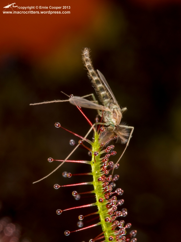 Non-biting midge (chironomid) that has been trapped by a cape sundew (Drosera capensis). 