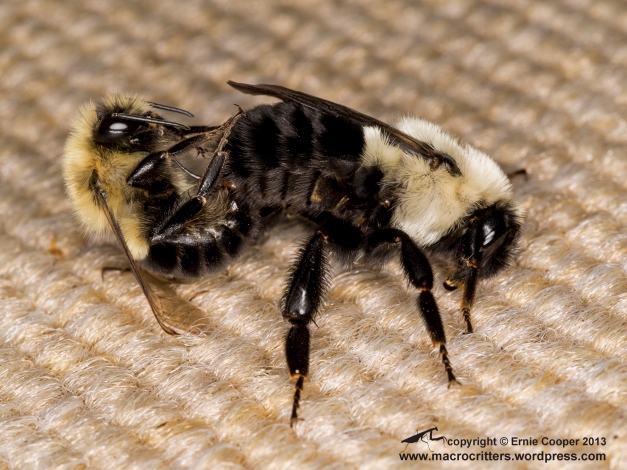 A pair of half-black bumble bees (Bombus vagans) mating on the rug on the deck in my backyard. They were attached and in this spot for over an hour. 
