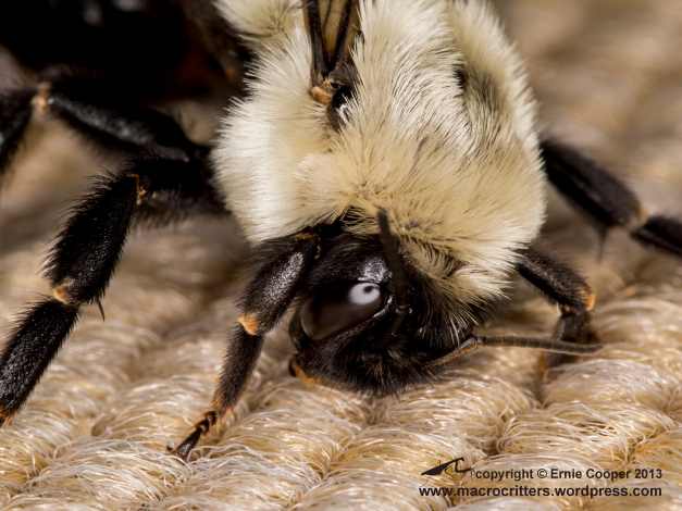A pair of half-black bumble bees (Bombus vagans) mating. This is the queen.  