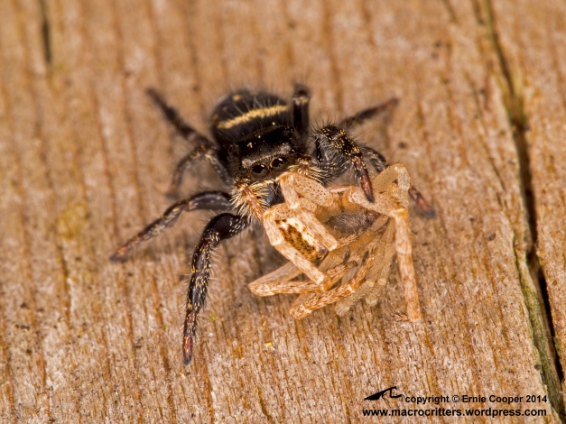 Juvenile Phiddipus jumping spider feeding on another spider (possibly a philodromid crab spider). Photographed with a Zuiko 6omm micro 4/3 macro lens 