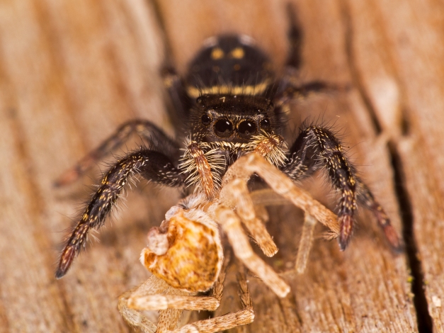 Juvenile Phiddipus jumping spider feeding on another spider (possibly a philodromid crab spider). Photographed with a Zuiko 6omm micro 4/3 macro lens and 16mm + 10mm extension tubes.