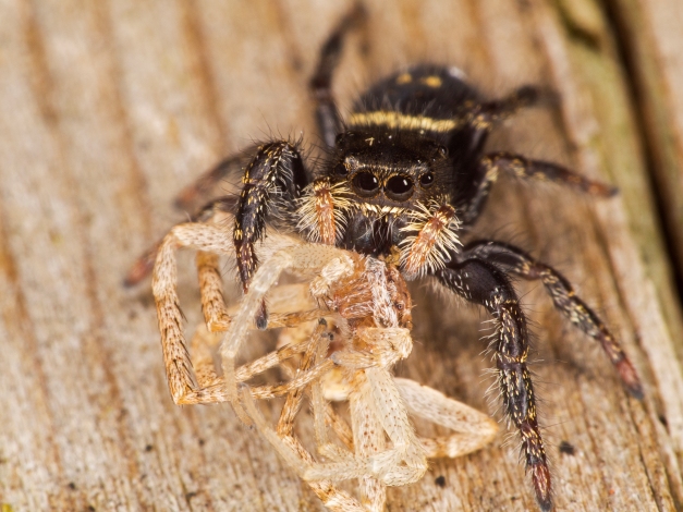 Juvenile Phiddipus jumping spider feeding on another spider (possibly a philodromid crab spider). Photographed with a Zuiko 6omm micro 4/3 macro lens and 16mm + 10mm extension tubes.