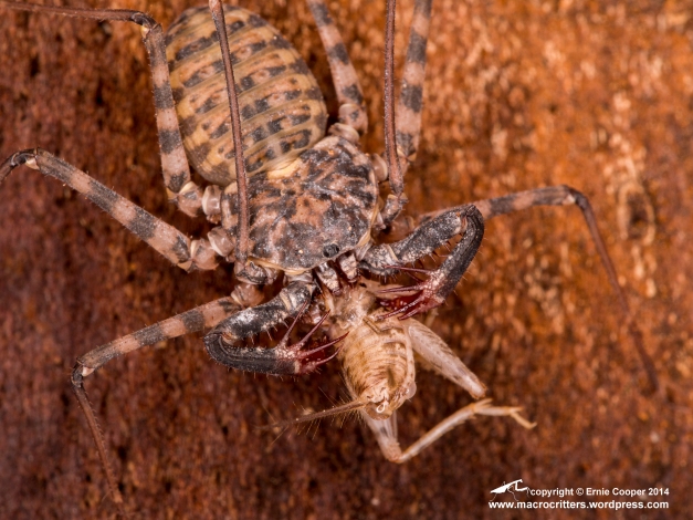Juvenile African whip scorpion (Damon diadema) feeding on a two week old cricket