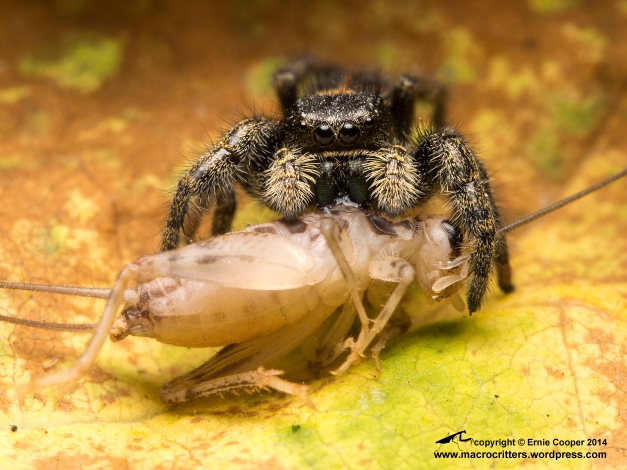 Jumping spider (Phidippus sp.) feeding on a two-week old house cricket (Acheta domesticus). 