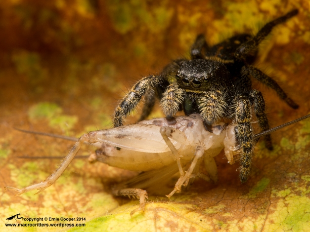Jumping spider (Phidippus sp.) feeding on a two-week old house cricket (Acheta domesticus)