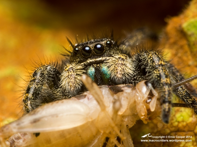 Jumping spider (Phidippus sp.) feeding on a two-week old house cricket (Acheta domesticus). This photo was taken with a Zuiko 60mm macro lens + two extension tubes (10mm + 16mm). The magnification is approximately 1.5:1.